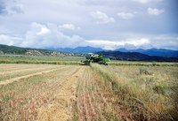 Kaber farm, Threshing winter wheat 008 thumbnail
