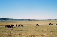 San Luis Valley farm 030 thumbnail