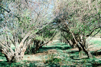 San Luis Valley orchards 014 thumbnail