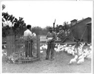 Two men holding chickens in a chicken pen. thumbnail