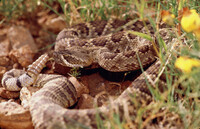 Crotalus scutulatus thumbnail