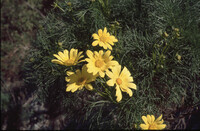 Coreopsis gigantea thumbnail