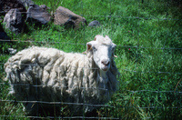 Kaber farm, Animals 006 thumbnail