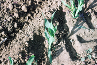 Crops growing in San Luis Valley 008 thumbnail