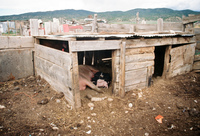 Kaber farm, Pigs 026 thumbnail