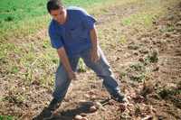 Kaber farm, Potato harvest 007 thumbnail