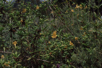 UCLA Scrub Patch thumbnail