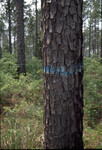 Bottomland Pine Forest (pines marked for felling) thumbnail