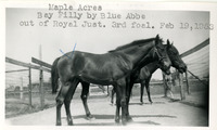 Maple Acres Bay Filly by Blue Abbe out of Royal Just. 3rd foal thumbnail