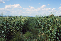 San Luis Valley farms 057 thumbnail