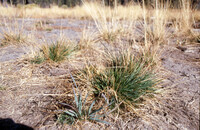 Bunchgrass planted 2 yrs ago as seed thumbnail