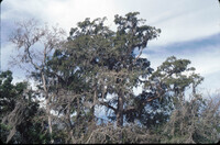 Honey Island Swamp thumbnail