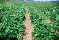 Kaber farm, Fields and plowing 020 thumbnail