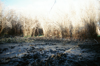 Landscapes and cattle 025 thumbnail