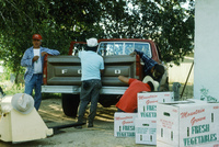Picking and selling peas 019 thumbnail