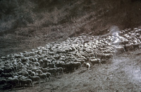 Early Sheep Raising Scene thumbnail