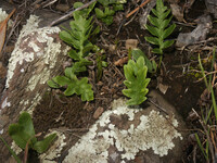 Polypodium californicum thumbnail