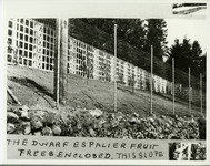 The Dwarf Espalier Fruit Trees Enclosed This Slope thumbnail