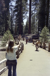 Visiting Sequoia National Park with Max and Steve Senavsky thumbnail