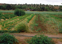 High Desert Research Farm 034 thumbnail