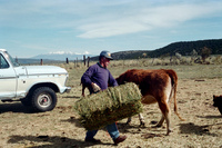 Maistas farm, Ditch and cattle 006 thumbnail