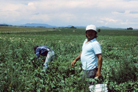 Picking and selling peas 003 thumbnail