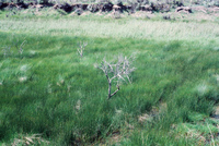 River and hay baling 017 thumbnail