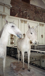Wax statues of horses inside the Museo de la Revolución (Museum of the Revolution) in Cuba thumbnail