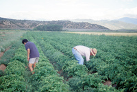 Kaber farm, Crops in the field 004 thumbnail