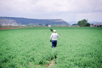 Kaber farm, Irrigating fields 004 thumbnail