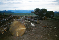 Kaber farm, Logging 010 thumbnail