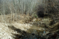 Maistas farm, Ditch and cattle 023 thumbnail
