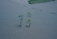 Sand dunes 015 thumbnail