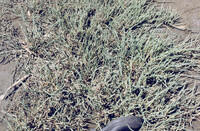 Pt. Mugu Wetlands thumbnail