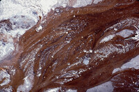 "Circulating system", steam/effulent pathways on asphalt outside of Botany Building thumbnail