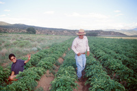 Kaber farm, Crops in the field 009 thumbnail