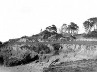 Monterey cypresses. thumbnail