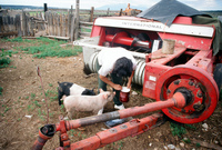 Kaber farm, Pigs 028 thumbnail