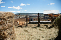 Gallegos farm, Ranching 001 thumbnail