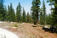 Logging 008 thumbnail