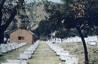 Penny Postcard Image of Honey Farm in Ventura County thumbnail