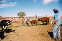Gallegos farm, Cattle 015 thumbnail