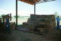 Hay baling 008 thumbnail