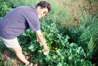 Kaber farm, Crops in the field 016 thumbnail