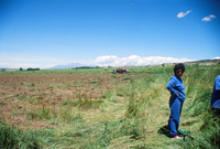 Kaber farm, Weed whacking 006 thumbnail