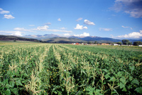 Kaber farm, Fields and crops 024 thumbnail