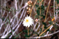 Malacothrix saxatilis thumbnail