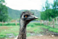 Root cellar construction and horno use 002 thumbnail