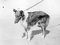 Collie thumbnail