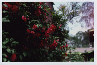 Gerber House and Garden - Family Home of Rudolf W. Gerber, M.D. and wife Catherine Gerber thumbnail